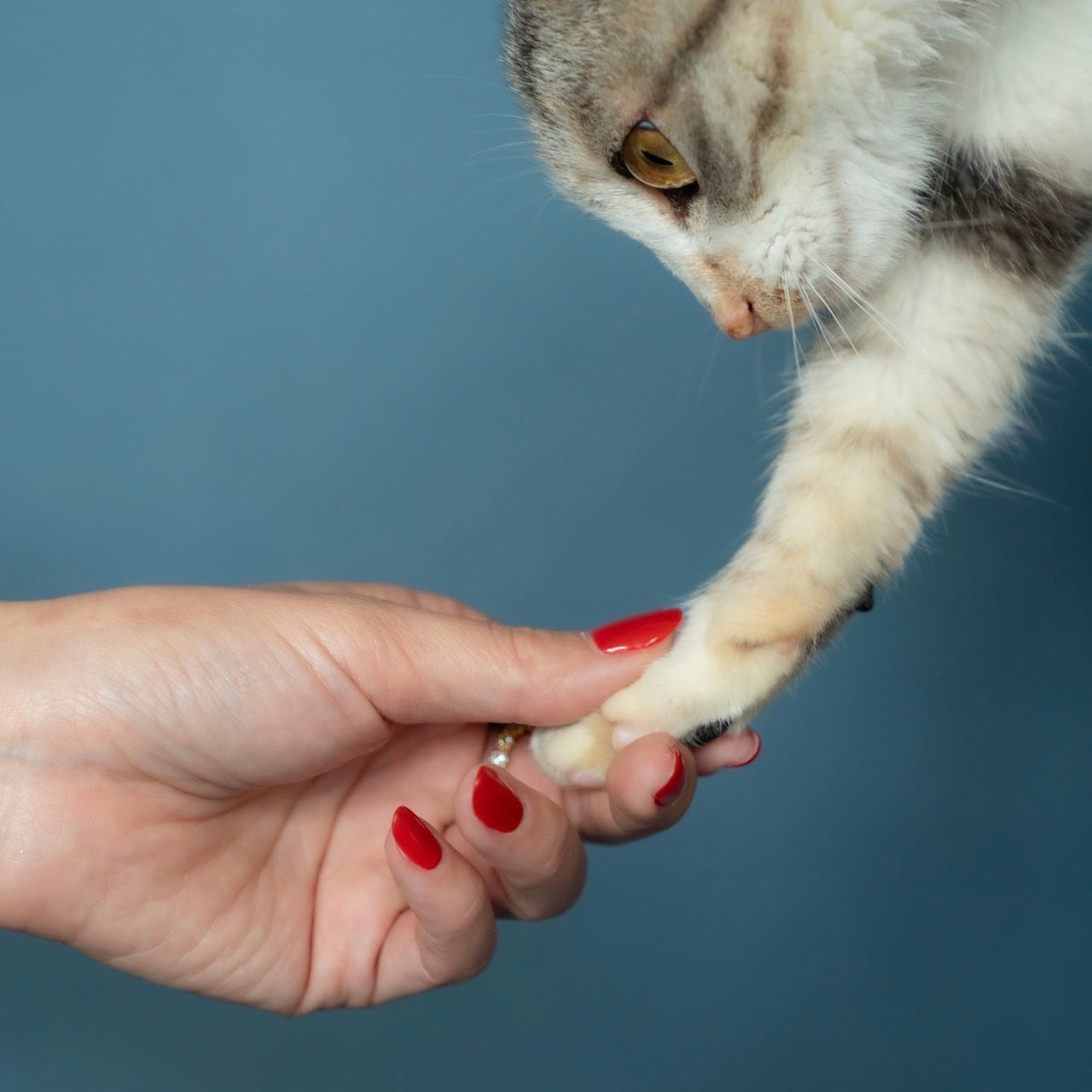 【Mew Me Club会員特典あり】月額継続支援 (月額¥1,299/¥3,499/¥9,899)