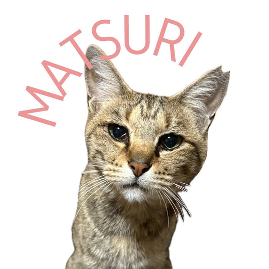 保護猫ギャラリーMATSURI【まつり】