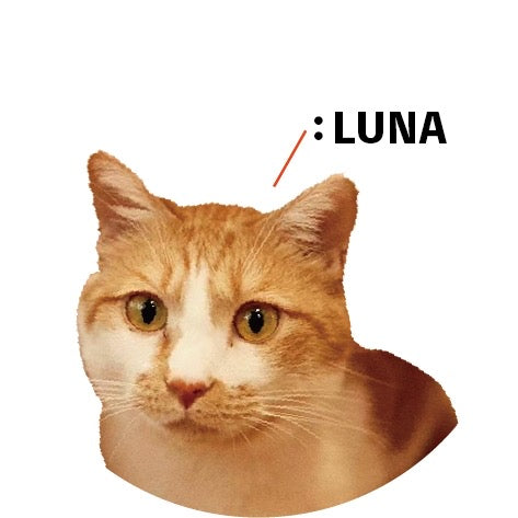 保護猫ギャラリー LUNA【ルナ】