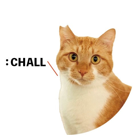 保護猫ギャラリー CHALL【シャル】