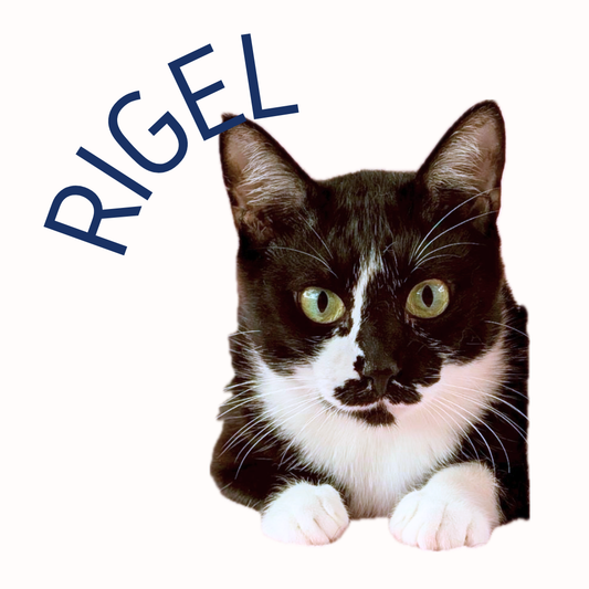保護猫ギャラリー RIGEL【リゲル】