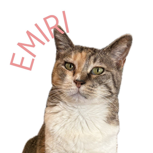 保護猫ギャラリー EMIRI【えみり】