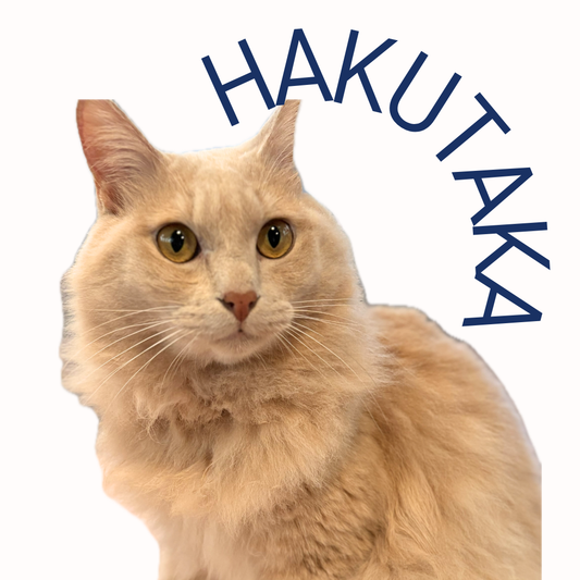 保護猫ギャラリーHAKUTAKA【はくたか】