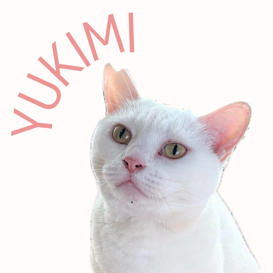 保護猫ギャラリーYUKIMI【ゆきみ】