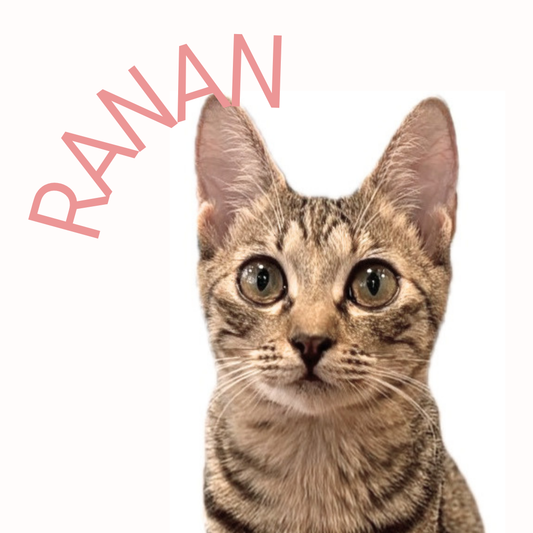 保護猫ギャラリーRANAN【らなん】