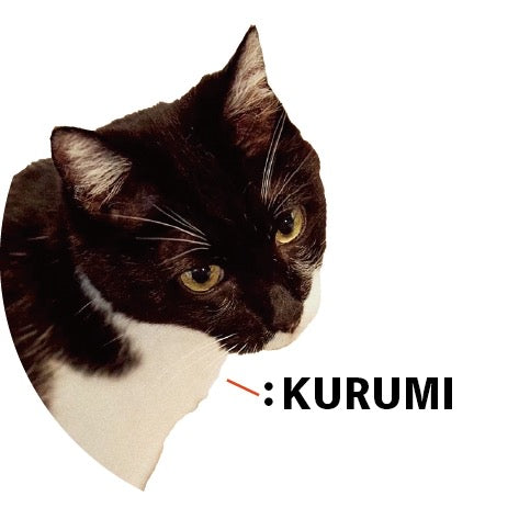 保護猫ギャラリー KURUMI【くるみ】