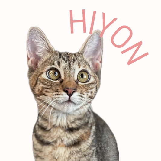 保護猫ギャラリーHIYON【ひよん】