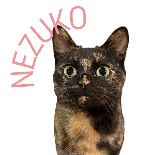 保護猫ギャラリーNEZUKO【ねずこ】