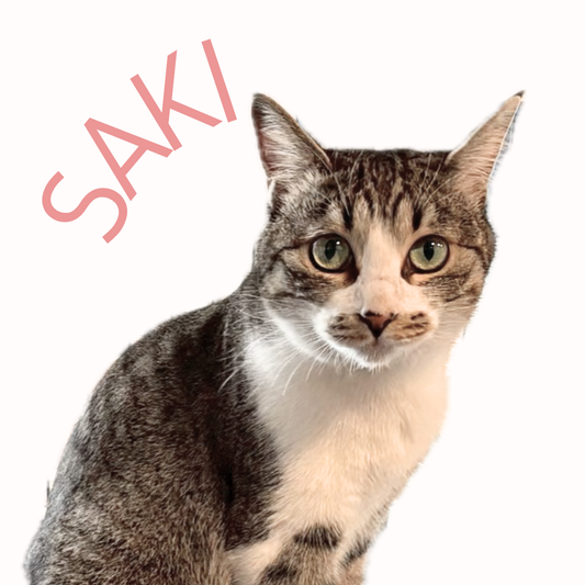 保護猫ギャラリーSAKI【さき】