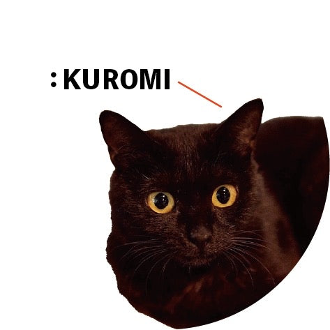 保護猫ギャラリー KUROMI【クロミ】