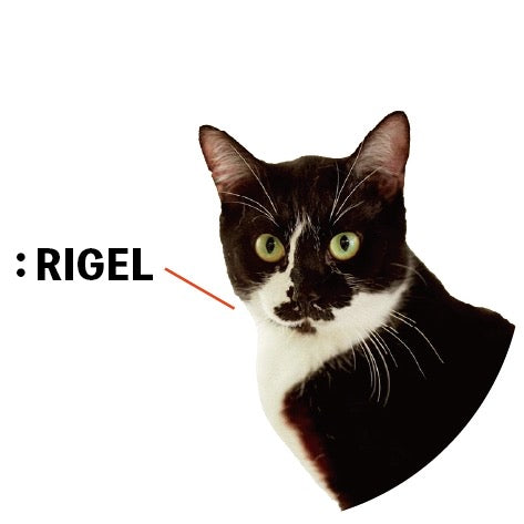 保護猫ギャラリー RIGEL【リゲル】
