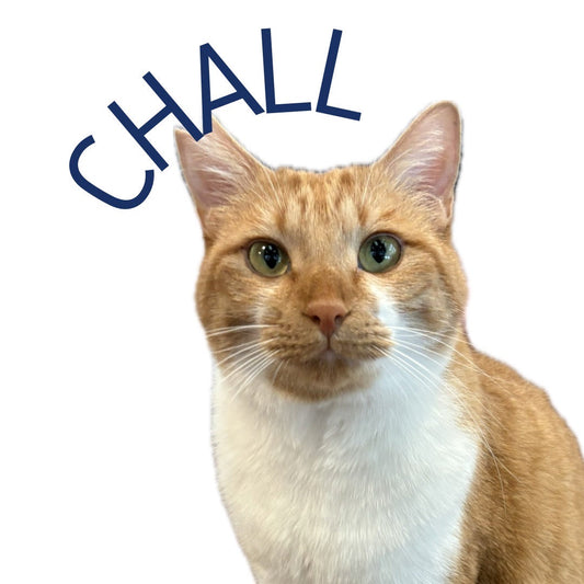 保護猫ギャラリー CHALL【シャル】