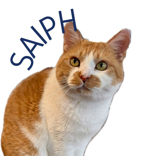 保護猫ギャラリー SAIPH【サイフ】