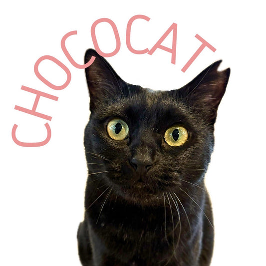 保護猫ギャラリーCHOCOCAT【チョコキャット】