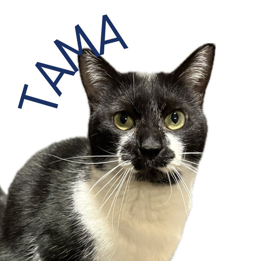 保護猫ギャラリーTAMA【たま】