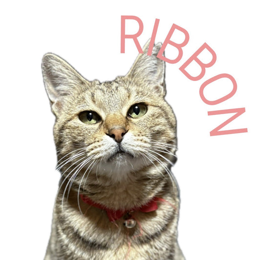 保護猫ギャラリーRIBBON【りぼん】